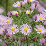 aster svetlo roze 1