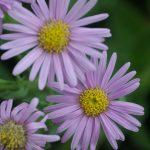aster svetlo roze