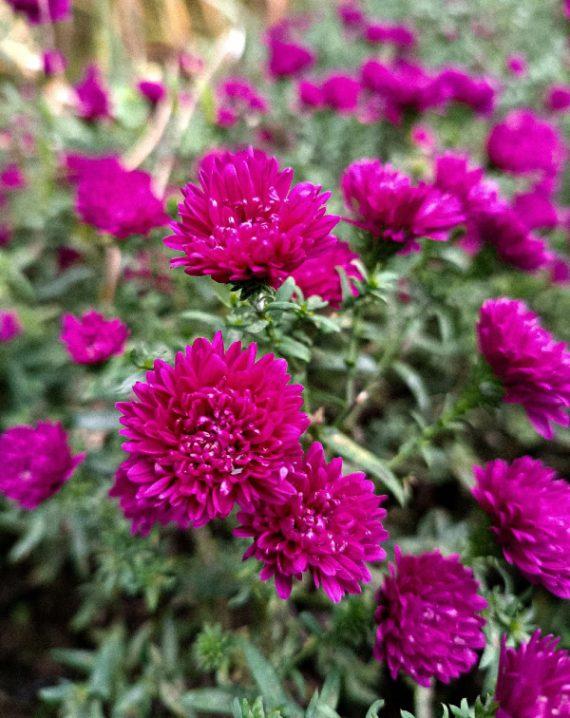 aster tamno roze