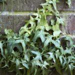 brsljan mini heron 2