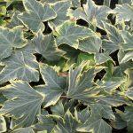 brsljan yellow ripple 1