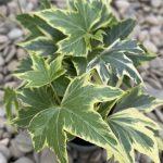 brsljan yellow ripple