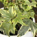 brsljan yellow ripple 2