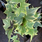 brsljan yellow ripple 3