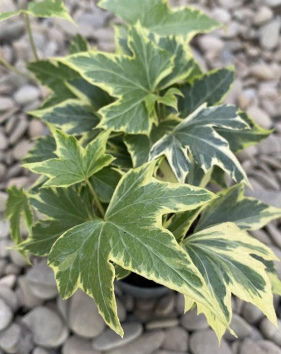 brsljan yellow ripple