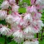 deucija pink 1
