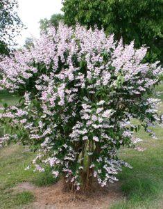 deucija pink