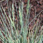 festuca glauca azurit 1