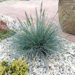 festuca glauca azurit