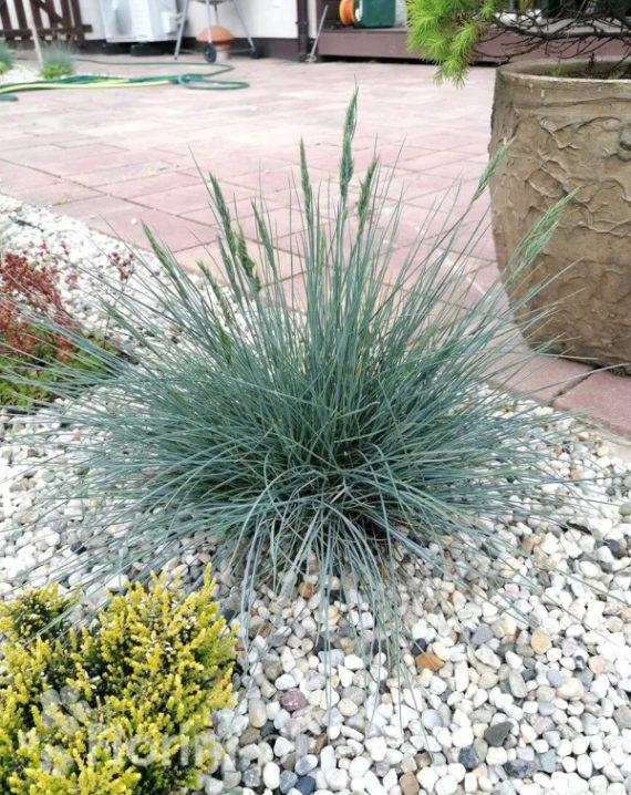 festuca glauca azurit