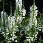 fizostegija bela 2