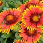 gaillardia arizona sun 1