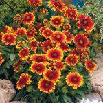 gaillardia arizona sun