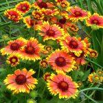 gaillardia arizona sun 2