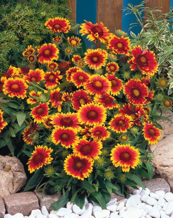 gaillardia arizona sun