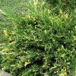 juniperus variegata 2