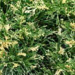 juniperus varigeta 1