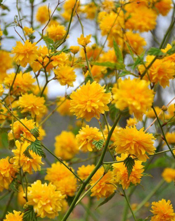 Kerria japonica bush blooms in the garden in spring