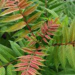 lazna spirea 1