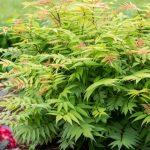 lazna spirea
