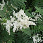 lazna spirea 2