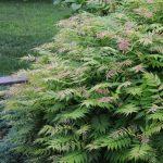 lazna spirea 3