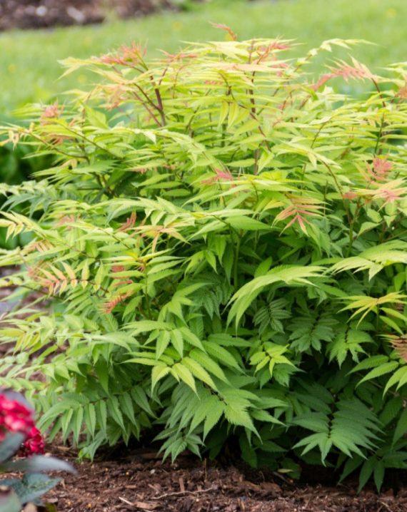 lazna spirea