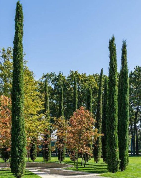 Mediteranski čempres Totem - Cupressus sempervirens | Rasadnik Ema
