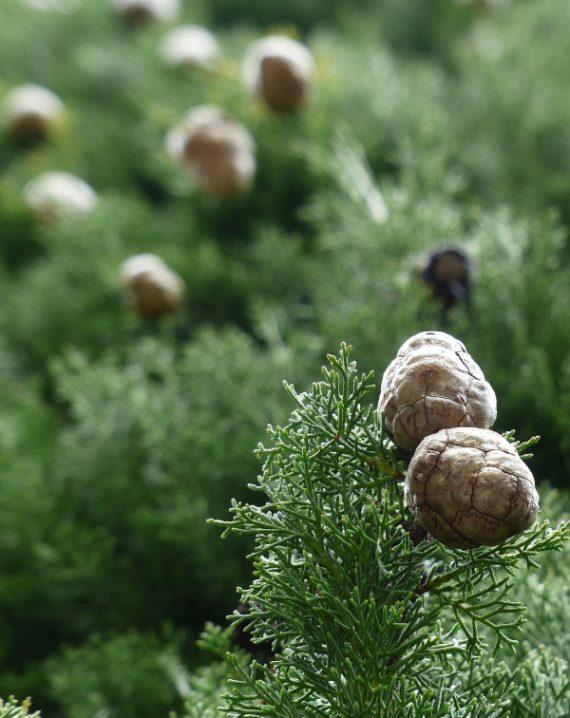 Mediteranski čempres Totem - Cupressus sempervirens | Rasadnik Ema