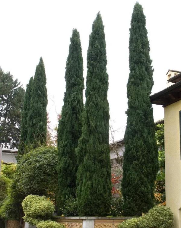 Mediteranski čempres Totem - Cupressus sempervirens | Rasadnik Ema