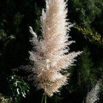 pampas trava 1