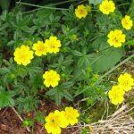 potentilla aurea 1