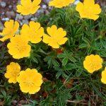 potentilla aurea