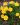 potentilla aurea