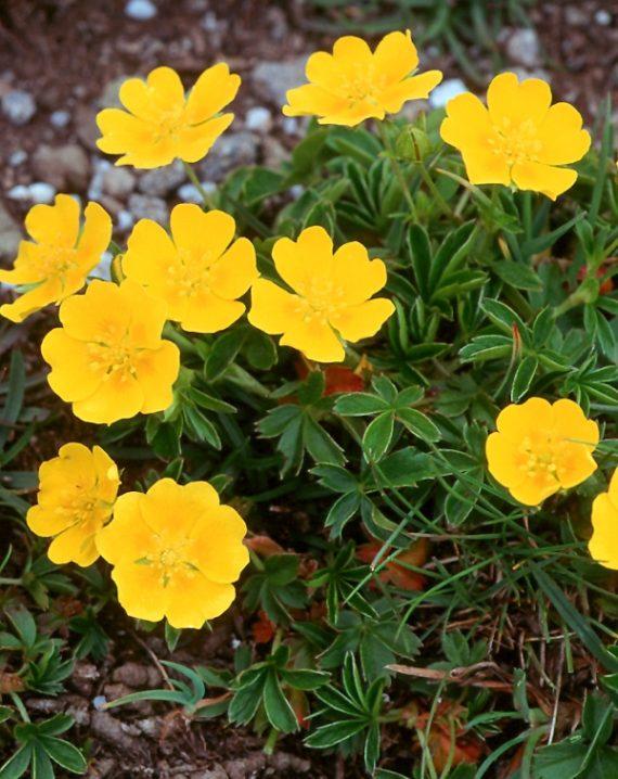 potentilla aurea