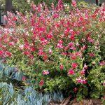 salvia hot lips