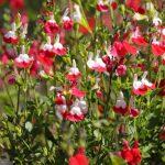 salvia hot lips 2