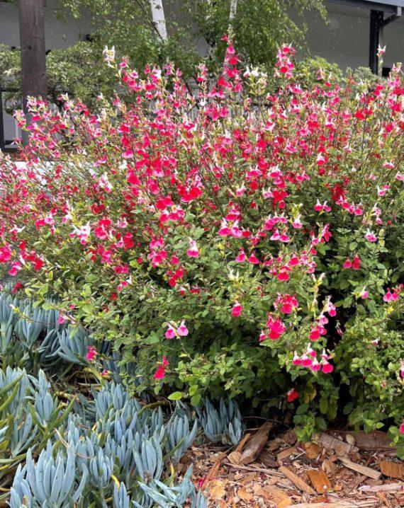 salvia hot lips