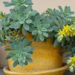 sedum palmeri 1