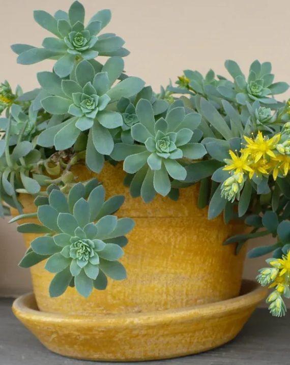 sedum palmeri 1