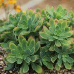 sedum palmeri