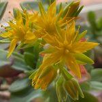 sedum palmeri 2
