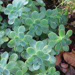 sedum palmeri 3