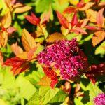 spirea japonica goldflame 1