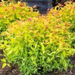 spirea japonica goldflame 2