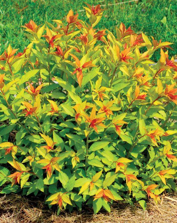 spirea japonica goldflame