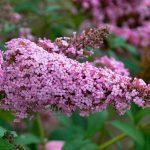 budleja roze 1