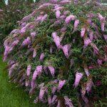 budleja roze