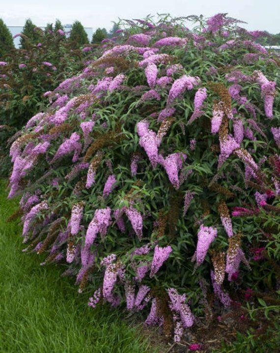budleja roze