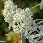 Sommerflieder